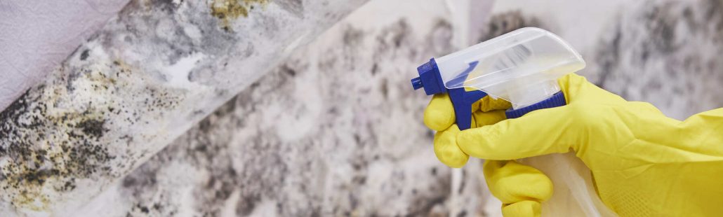 Mold Removal Tips: How to Prevent and Remove Mold | AC Reformas