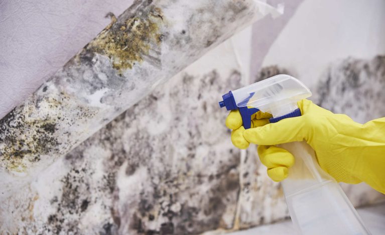 Mold Removal Tips: How to Prevent and Remove Mold | AC Reformas