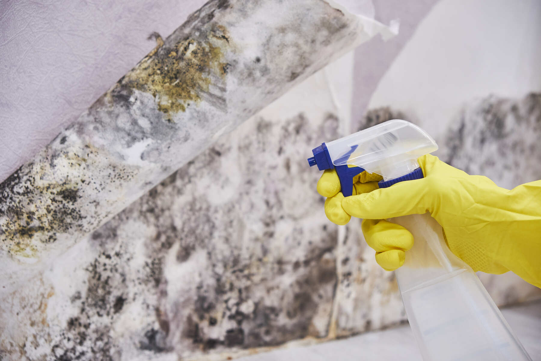 Mold Removal Tips: How to Prevent and Remove Mold | AC Reformas
